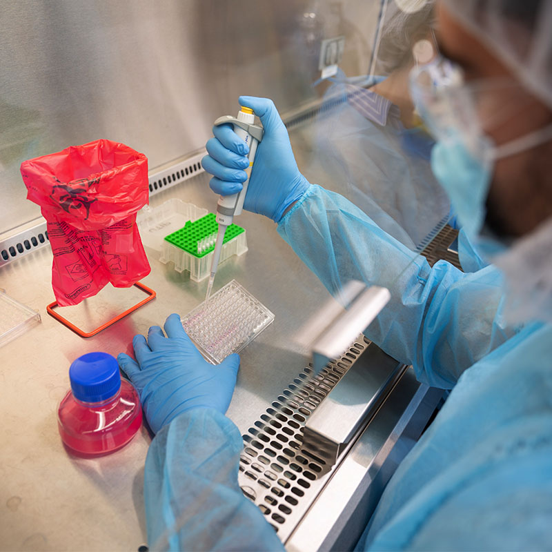A laboratory researcher wearing protective gear uses a pipette inside a biosafety cabinet.