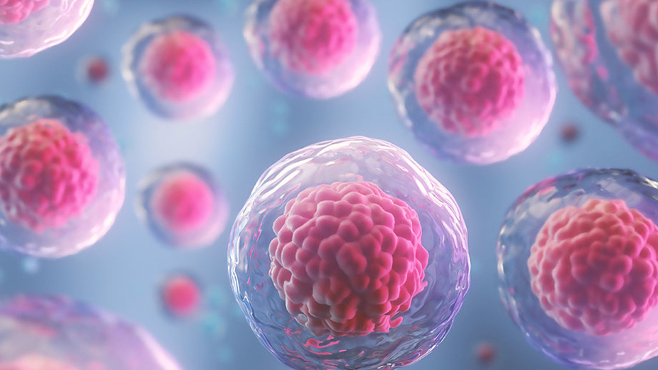 Illustration of pink, spherical cells encased in translucent membranes, highlighting cellular structure and mechanical forces that shape cell behavior